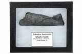 Bizarre Shark (Edestus) Jaw Section with Tooth - Carboniferous #269686-3